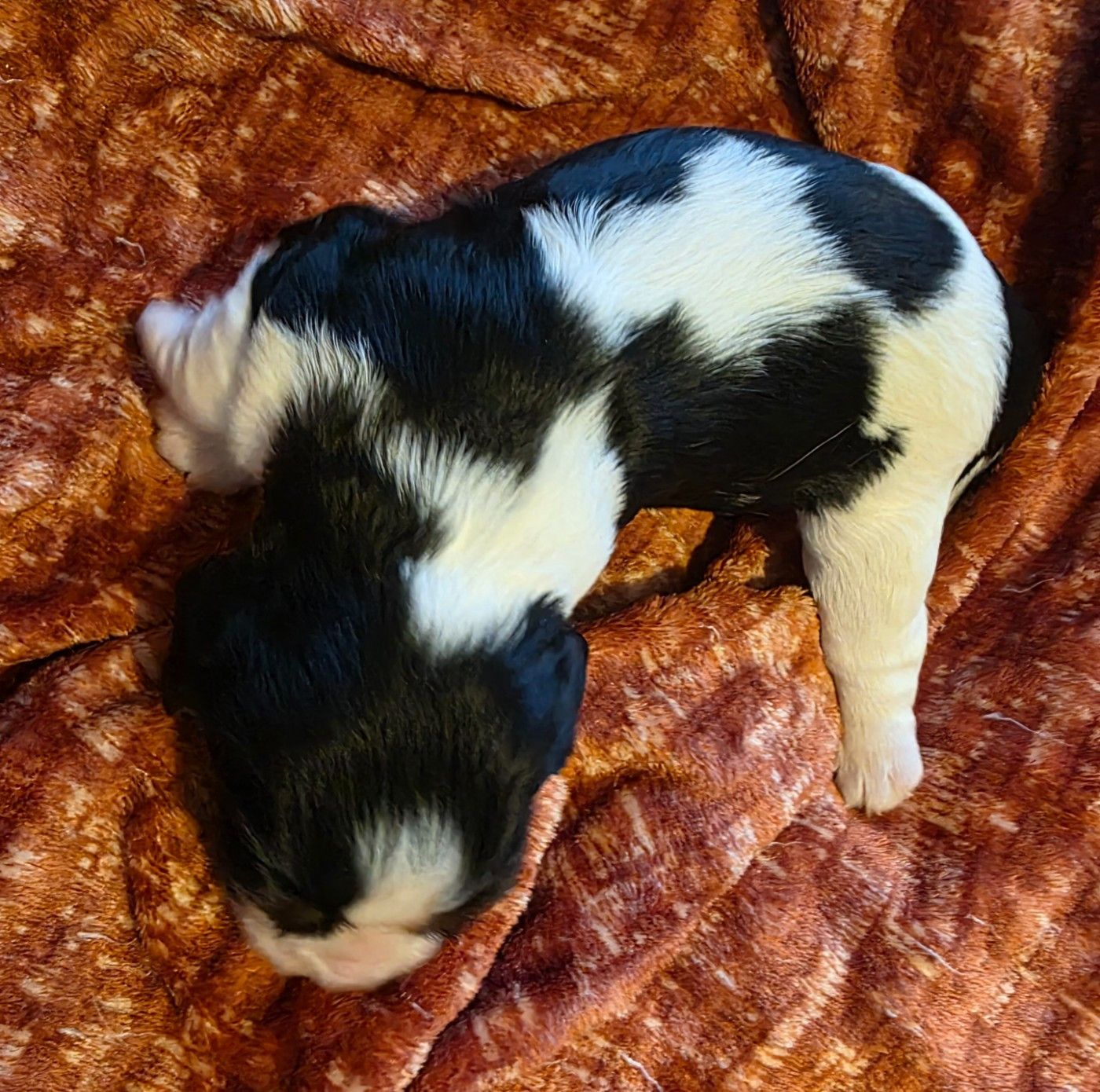 Chiot N°2