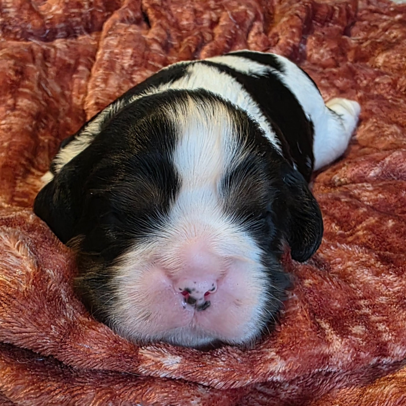 Chiot N°2