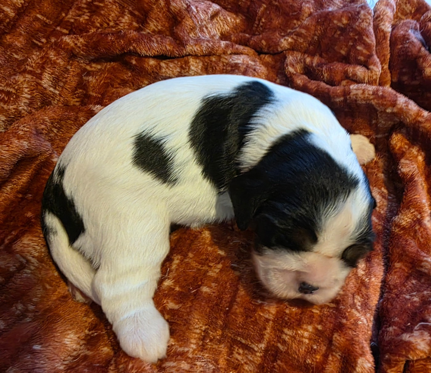Chiot N°3