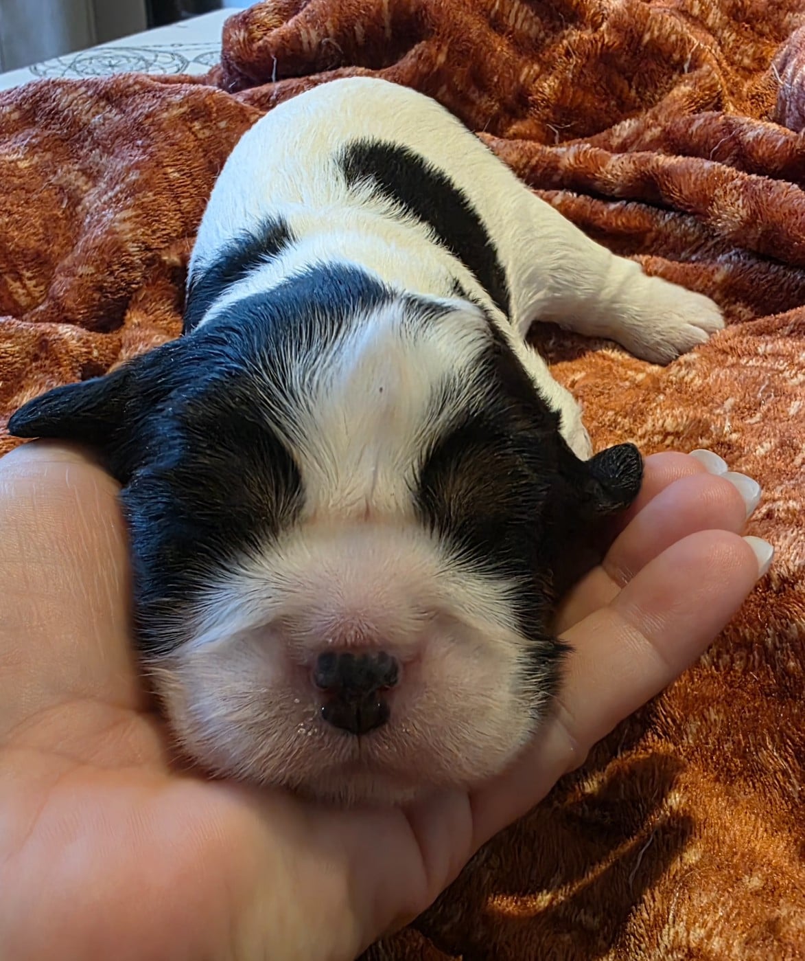 Chiot N°3