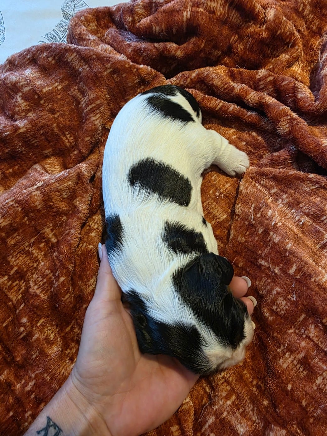 Chiot N°3