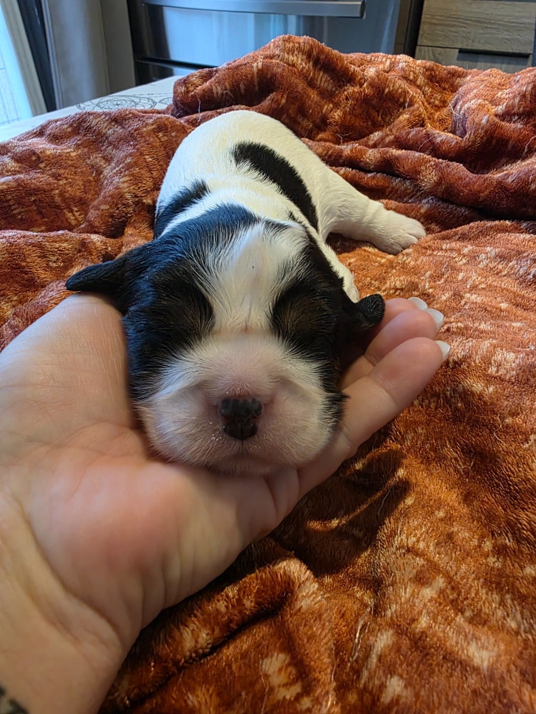 Chiot N°3