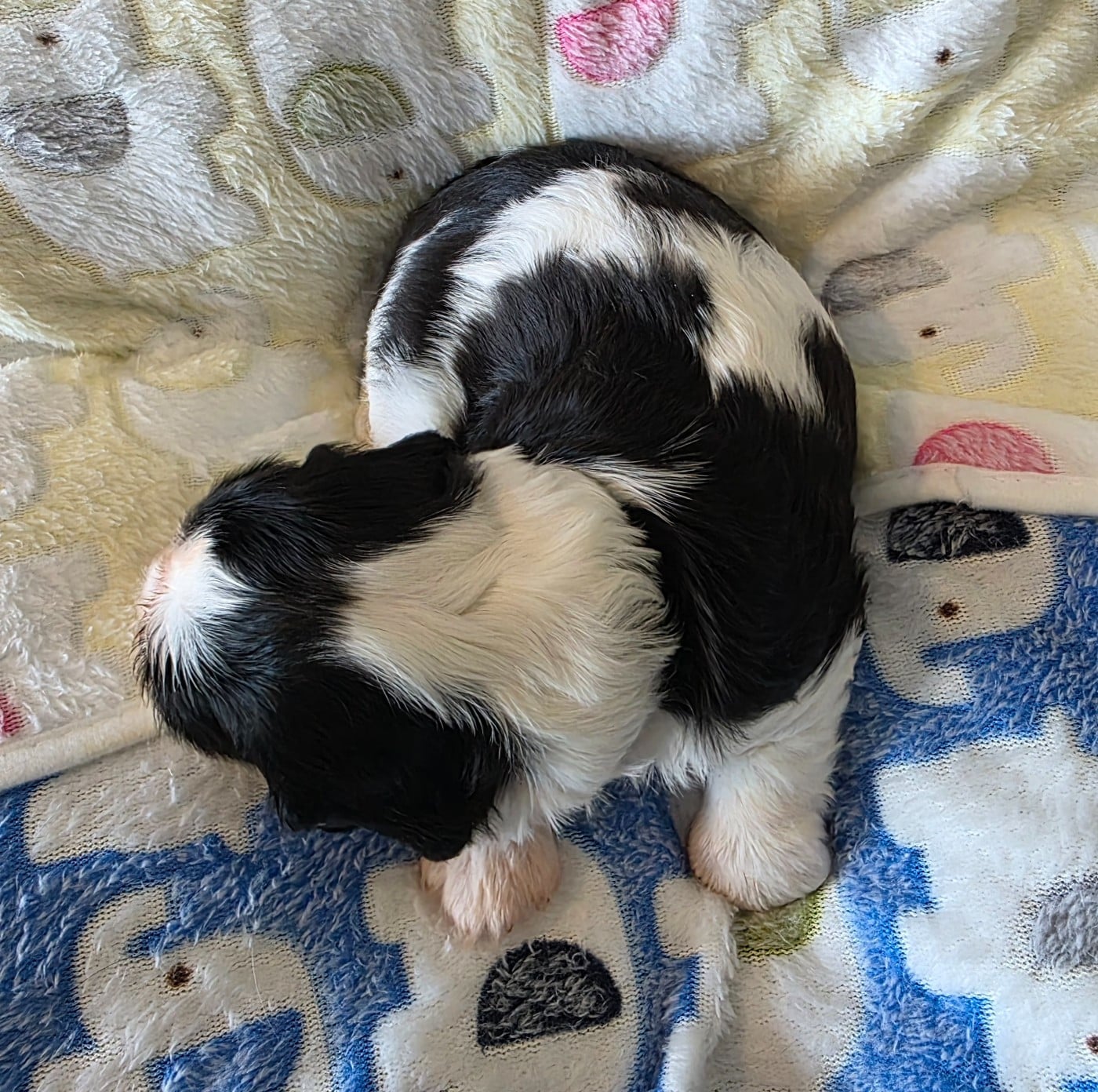 Chiot N°1