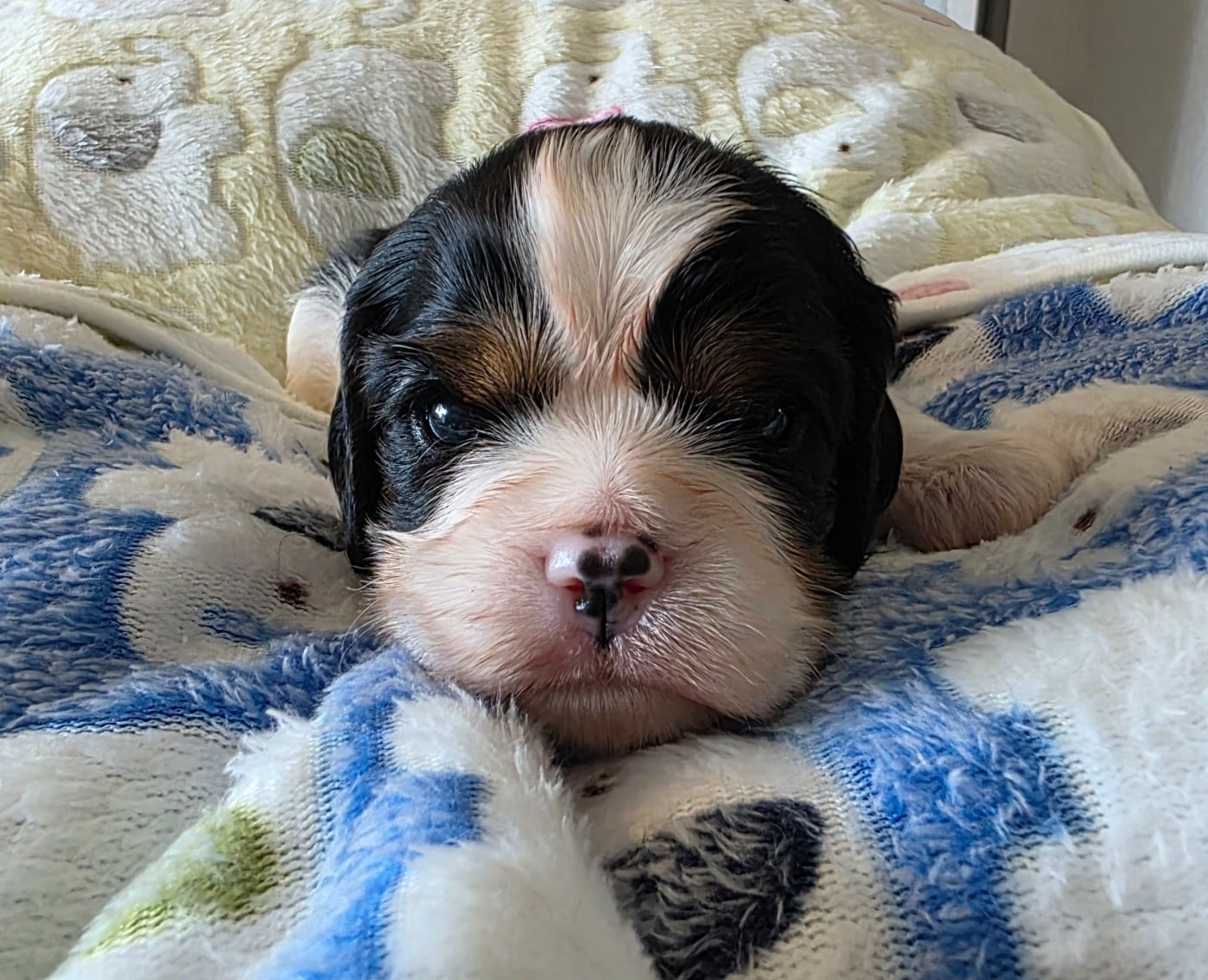 Chiot N°1