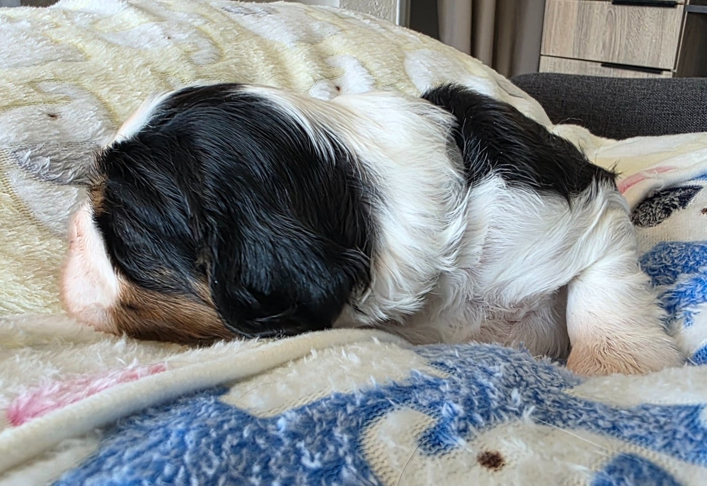 Chiot N°1