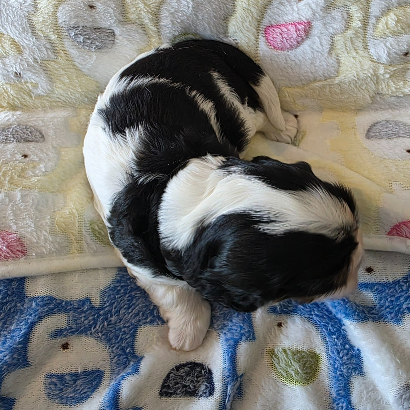 Chiot N°3
