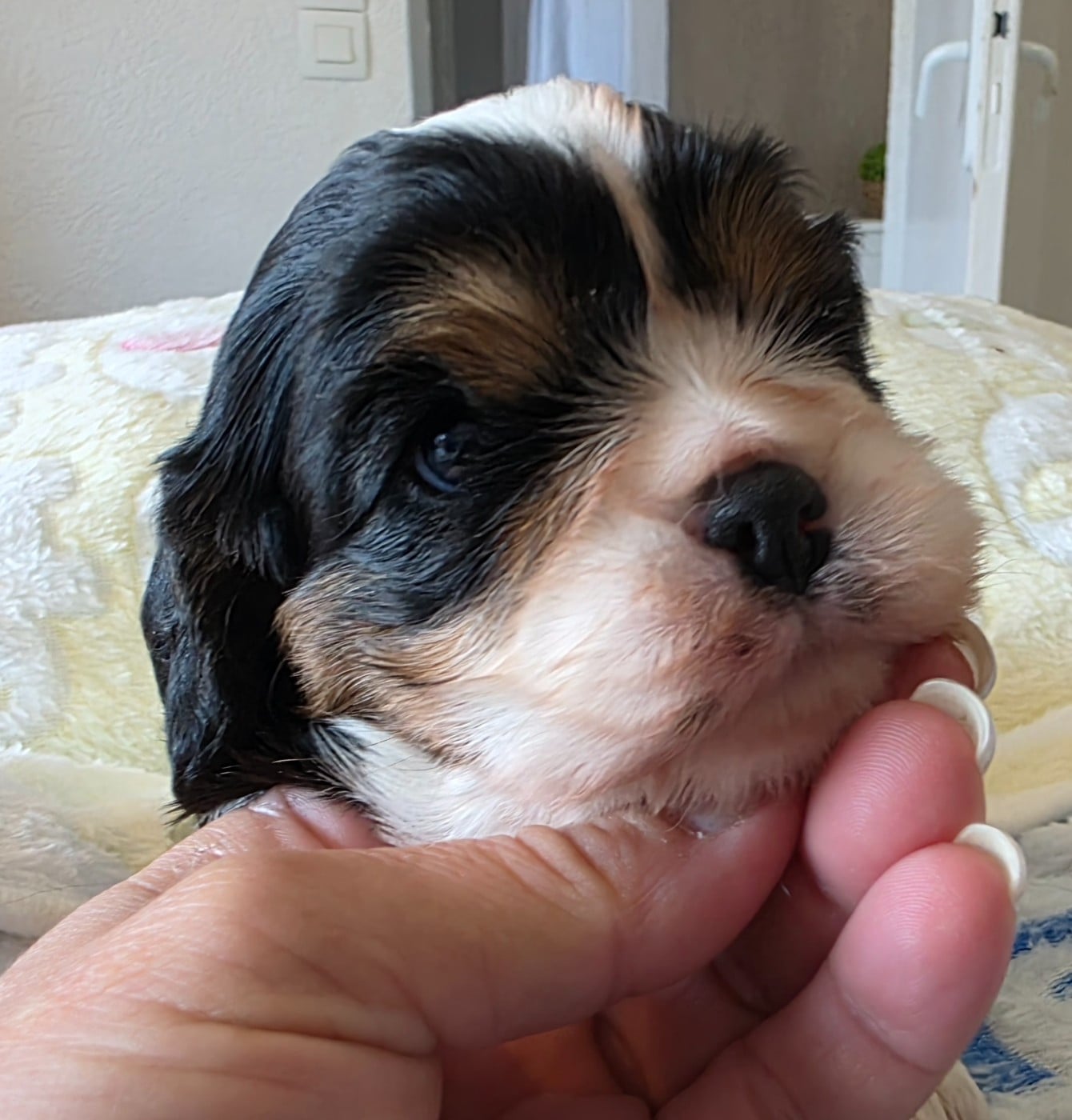 Chiot N°3