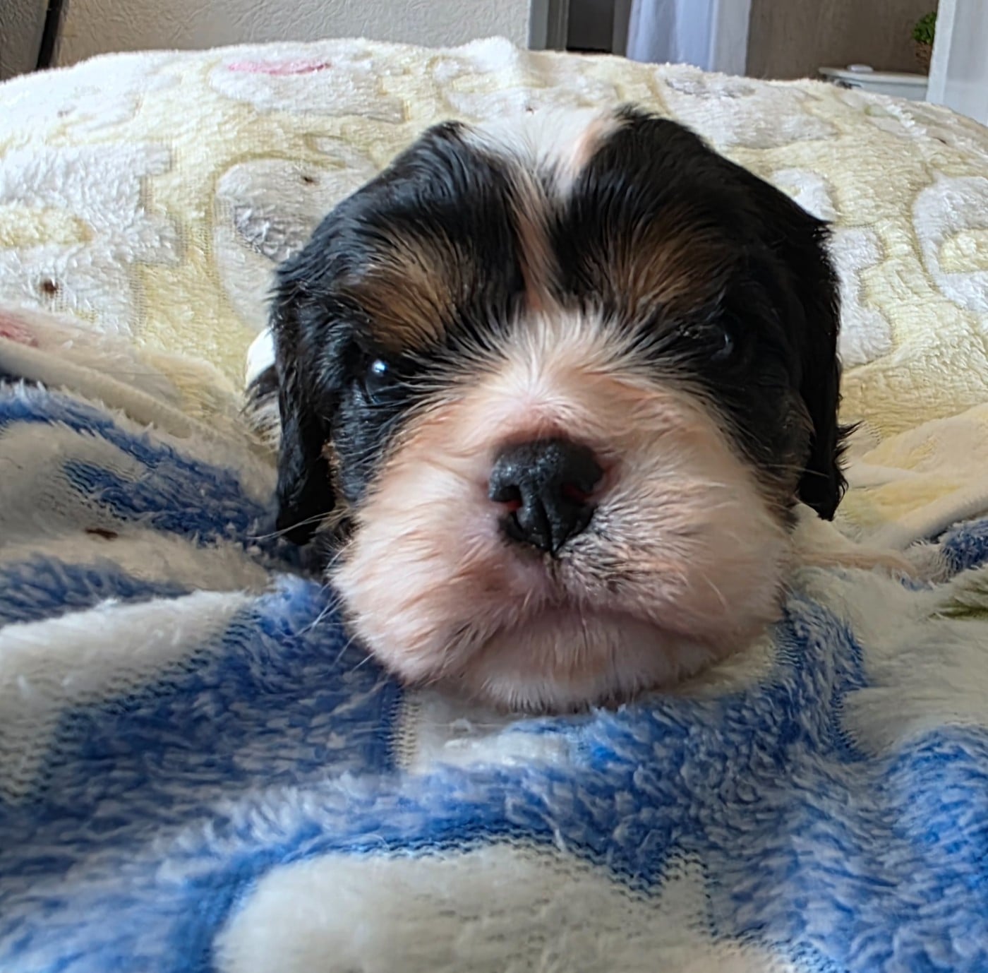 Chiot N°3
