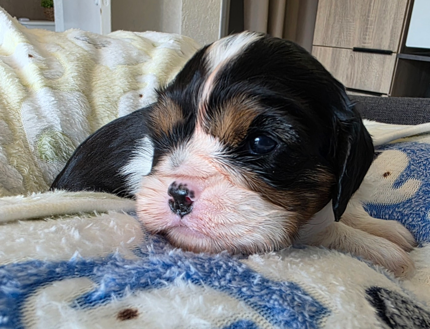 Chiot N°4