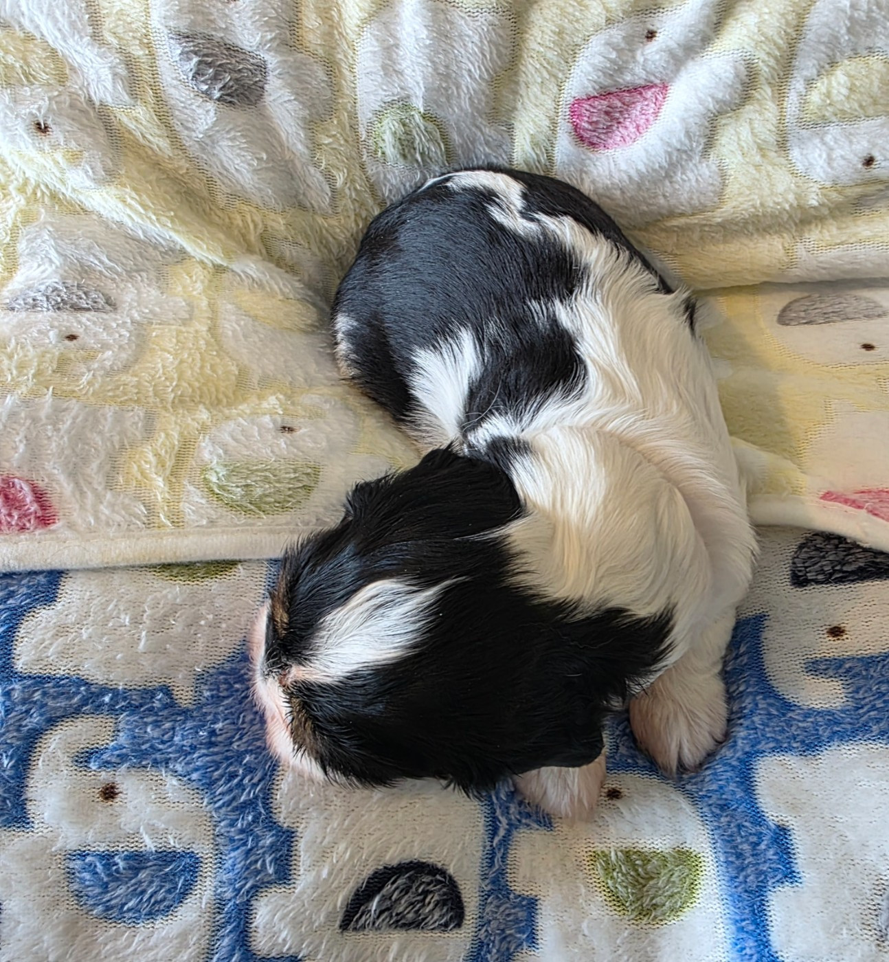 Chiot N°4