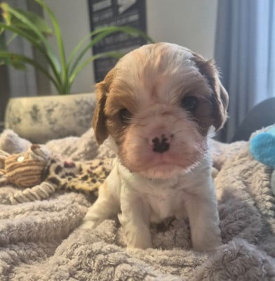 Les chiots de Cavalier King Charles Spaniel