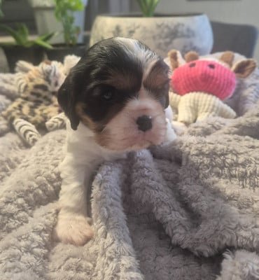 Les chiots de Cavalier King Charles Spaniel