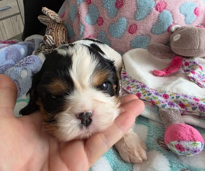 Les chiots de Cavalier King Charles Spaniel