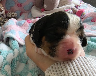 Les chiots de Cavalier King Charles Spaniel