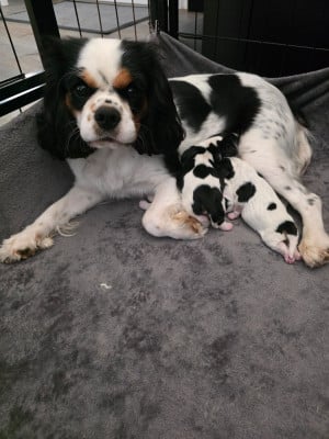 Les chiots de Cavalier King Charles Spaniel