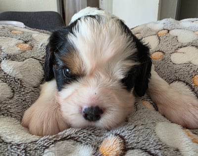 Les chiots de Cavalier King Charles Spaniel
