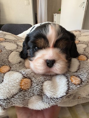 Les chiots de Cavalier King Charles Spaniel