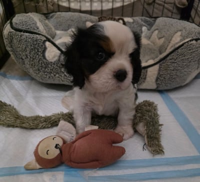 Les chiots de Cavalier King Charles Spaniel