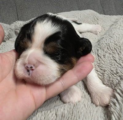 Les chiots de Cavalier King Charles Spaniel