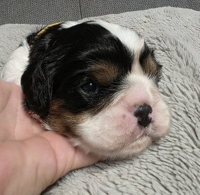Les chiots de Cavalier King Charles Spaniel