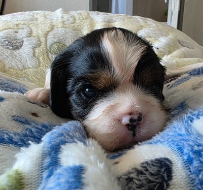 Les chiots de Cavalier King Charles Spaniel