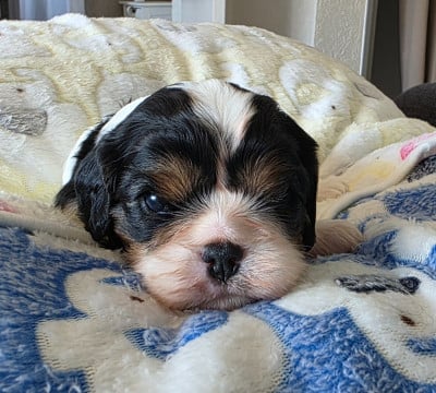 Les chiots de Cavalier King Charles Spaniel