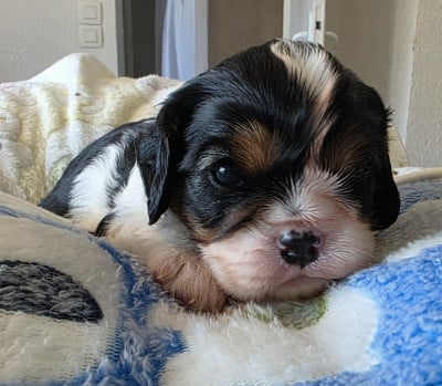 Les chiots de Cavalier King Charles Spaniel