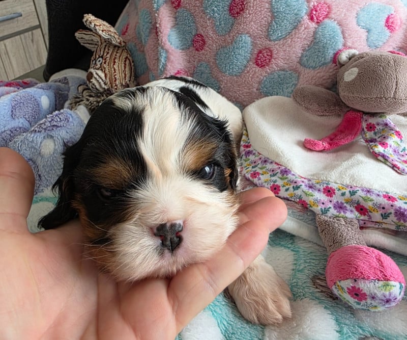 Cavalier King Charles Spaniel - du Royaume des Astres