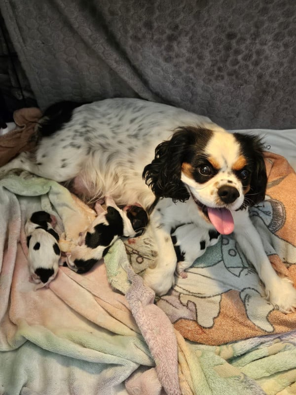 Cavalier King Charles Spaniel - du Royaume des Astres