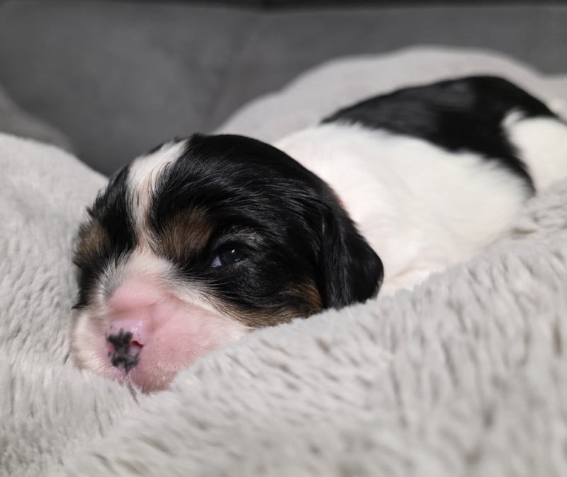 Cavalier King Charles Spaniel - du Royaume des Astres
