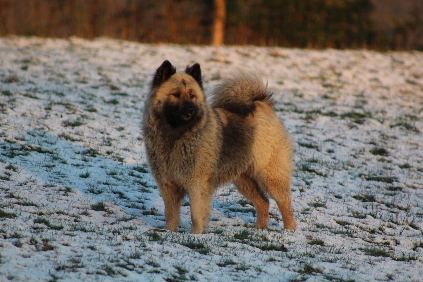 Publication : Du Domaine D'Alvheim