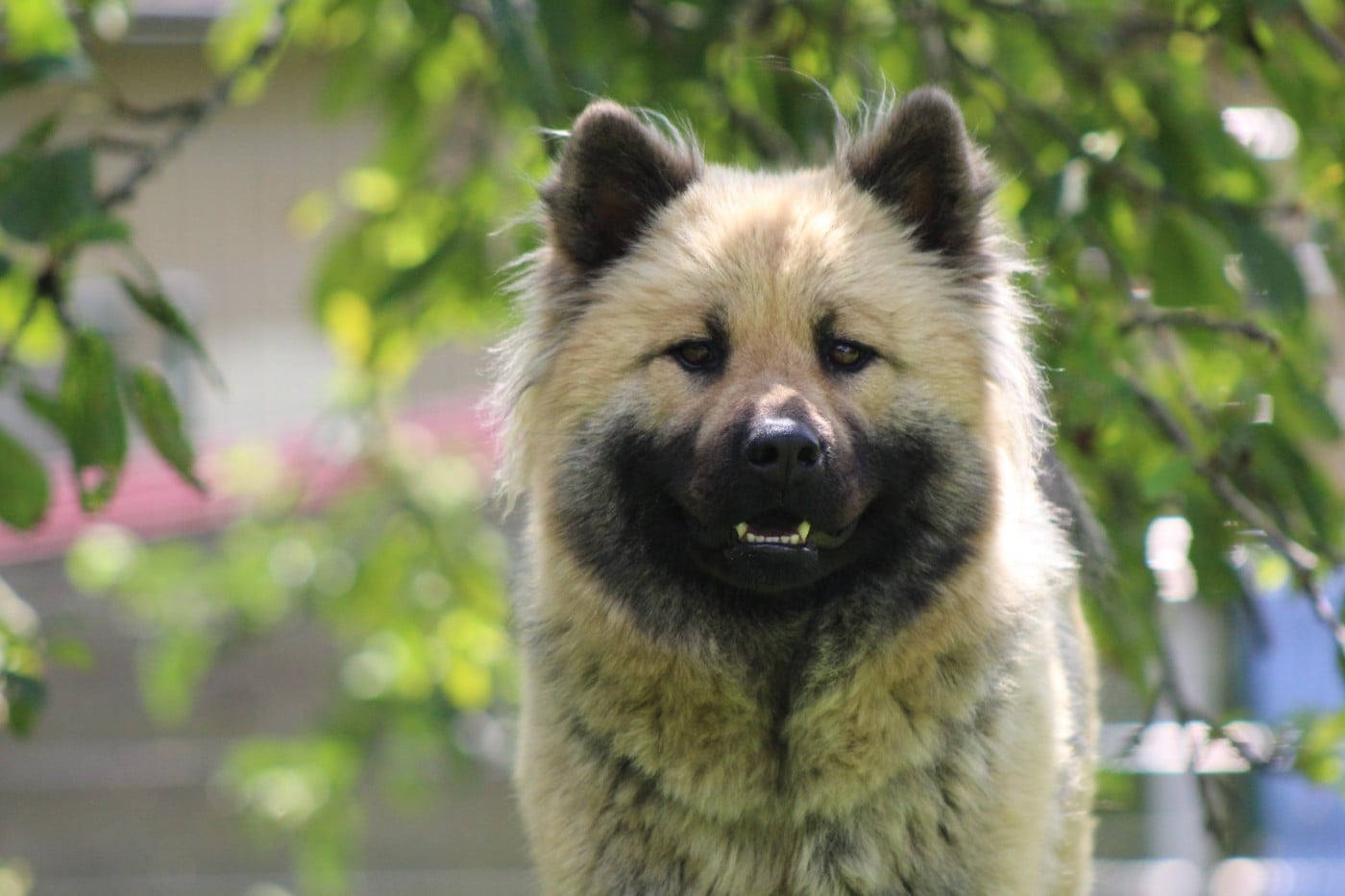 Publication : Du Domaine D'Alvheim