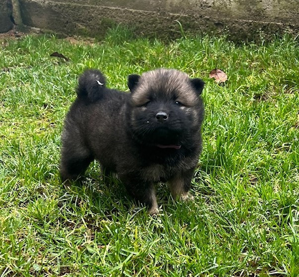 Publication : Du Domaine D'Alvheim