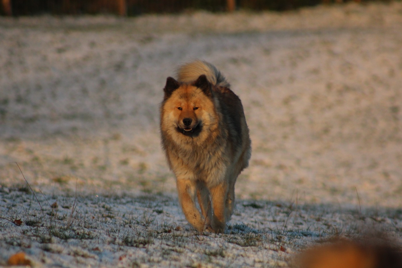 Volks Wezen Du Domaine D'Alvheim