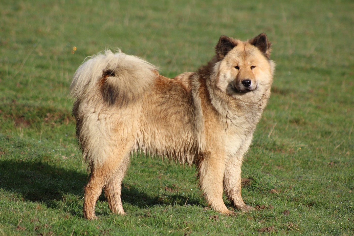 Volks Wezen Du Domaine D'Alvheim