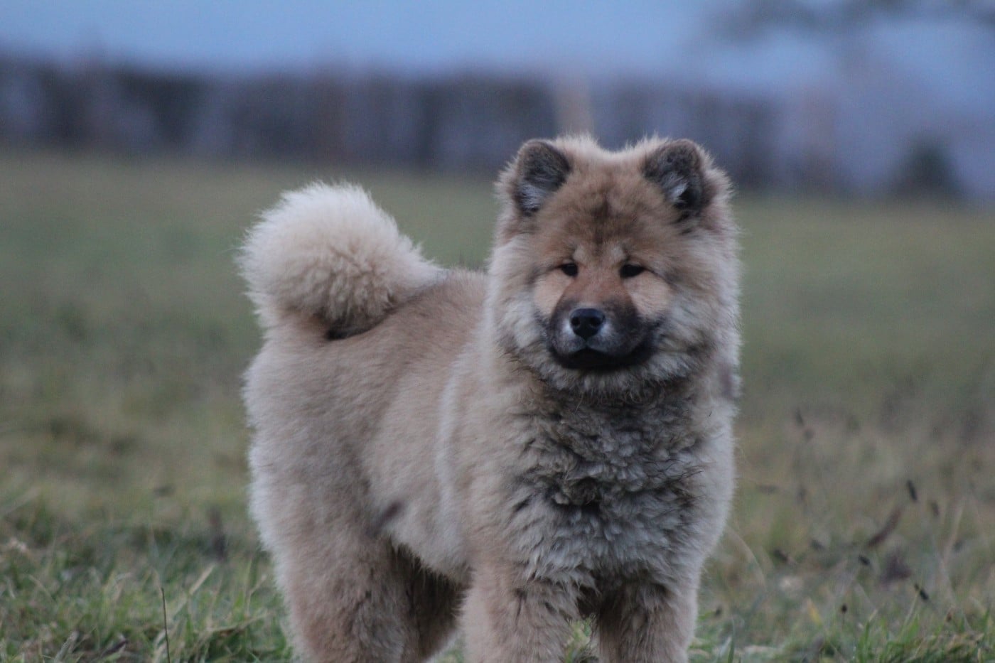 Volks Wezen Du Domaine D'Alvheim