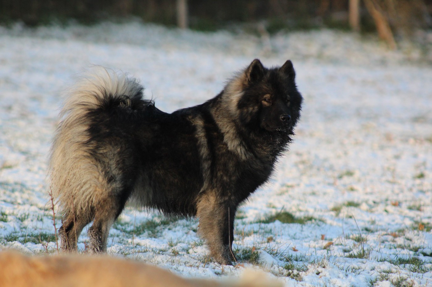 Publication : Du Domaine D'Alvheim