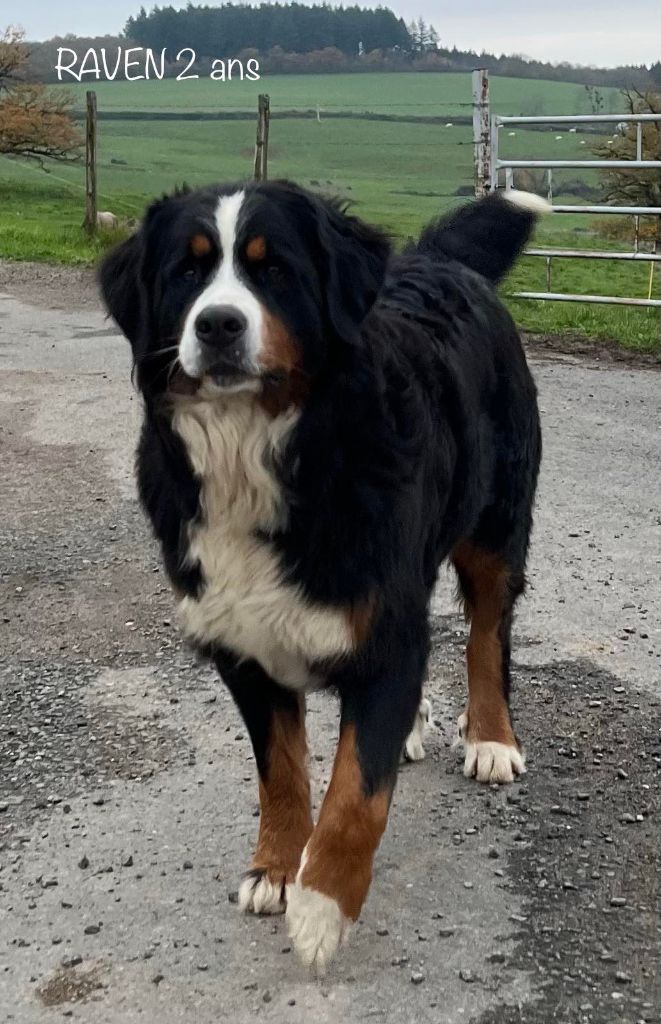 Publication : Du Domaine D'Alvheim