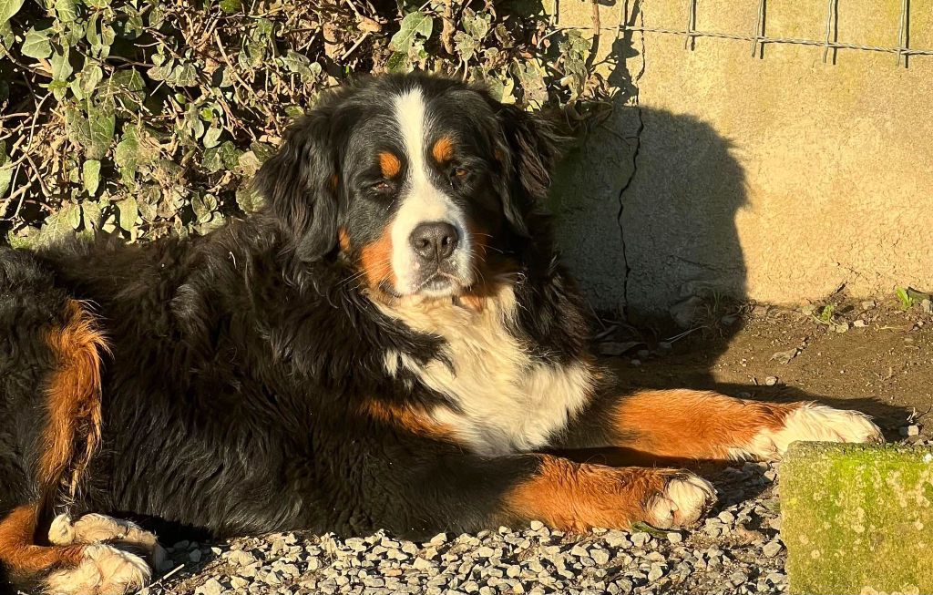 Publication : Du Domaine D'Alvheim