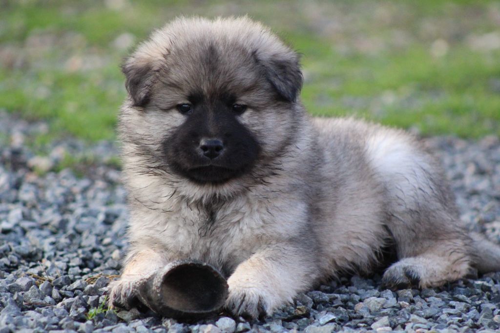 Chiot Eurasier