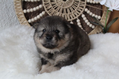 Les chiots de Eurasier