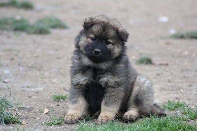 Les chiots de Eurasier