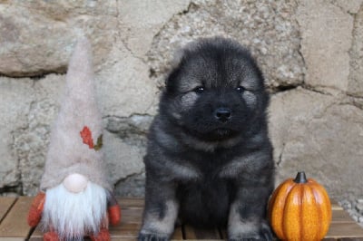 Les chiots de Eurasier