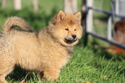 Les chiots de Eurasier