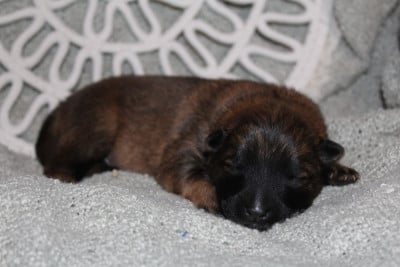 Les chiots de Eurasier