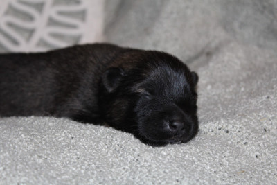 Les chiots de Eurasier