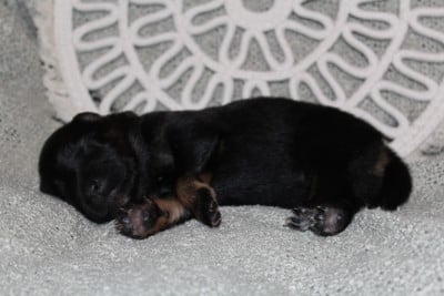 Les chiots de Eurasier