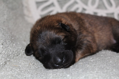 Les chiots de Eurasier