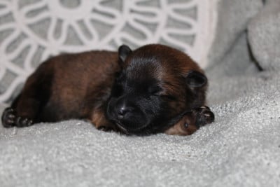 Les chiots de Eurasier