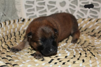 Les chiots de Eurasier